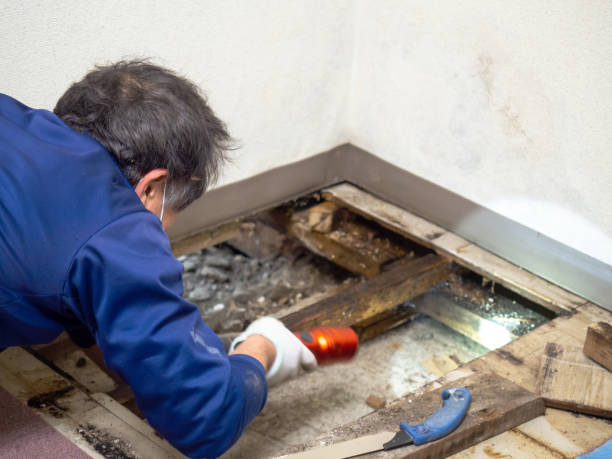 Best Fast Mold Removal  in Maltby, WA