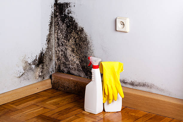 Mold Testing and Removal in Maltby, WA